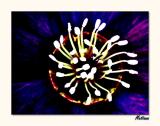 Natures Firework II