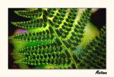 Fern