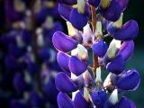 Lupin