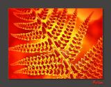 Fern