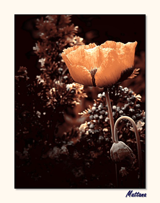 Poppy VII