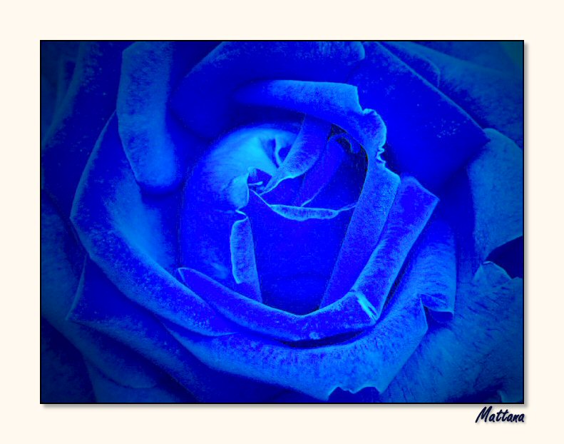 Rose II
