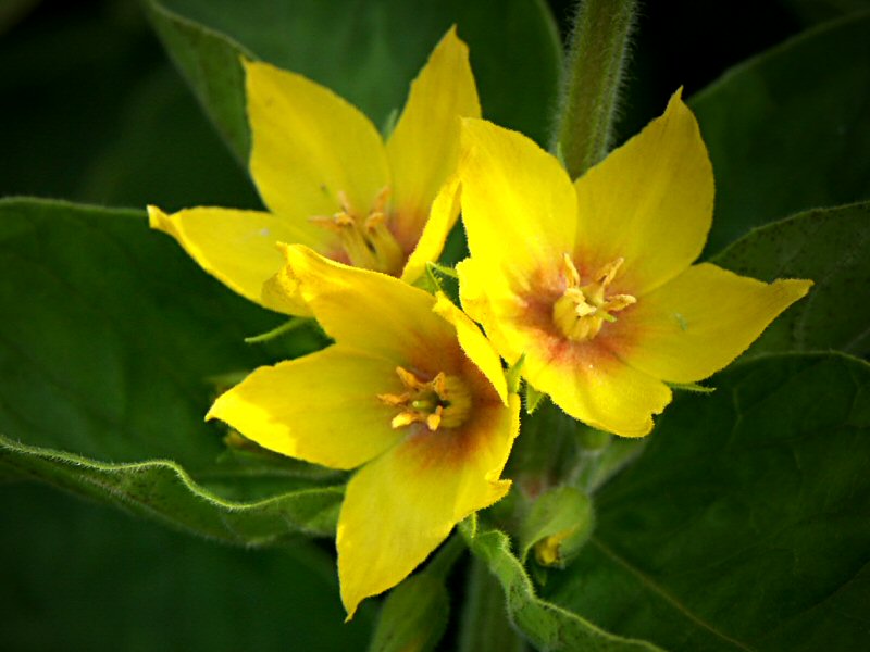 Lysimachia punctata-Loosestrife