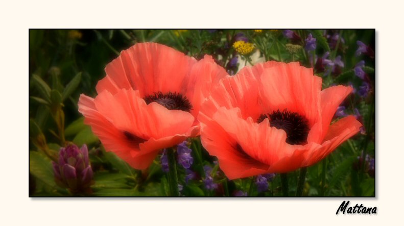 Poppy VIII