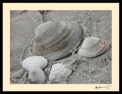 Shells_on_the_beach.jpg