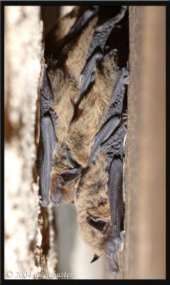 sleepy bats 1.jpg