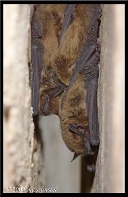 sleepy bats 2.jpg