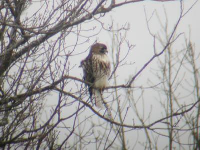 Red-tailed Hawk