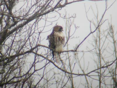 Red-tailed Hawk