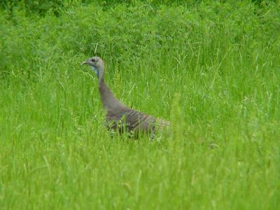 u47/mctodd/medium/30254314.WildTurkey.jpg
