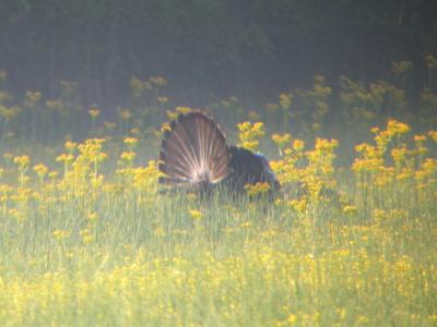 Wild Turkey