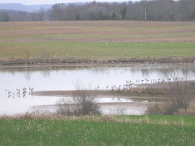 Sandhill Cranes