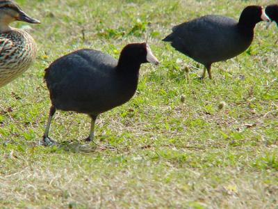 American Coot