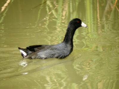 American Coot