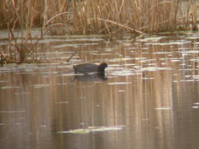 American Coot