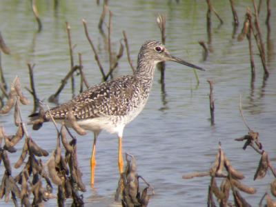 Greater Yellowlegs