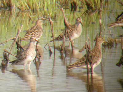 Pectoral Sandpiper