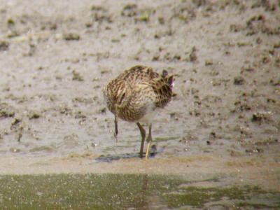 Pectoral Sandpiper