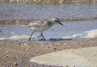 Semipalmated Sandpiper