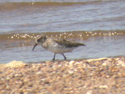 Least Sandpiper