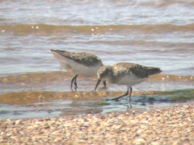 Least & Semipalmated Sandpiper