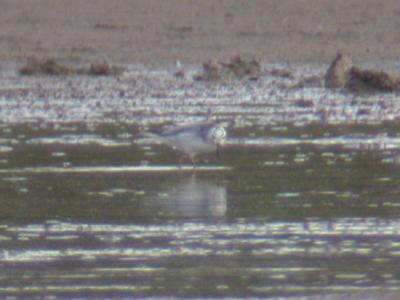 Red Phalarope