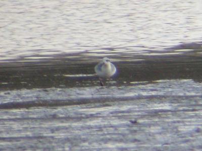 Red Phalarope