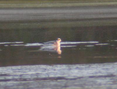 Red Phalarope