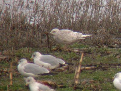 Iceland Gull