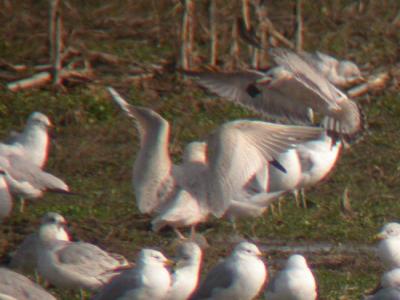 Iceland Gull