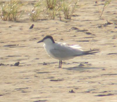 Gull-billed Tern