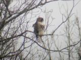 Red-tailed Hawk