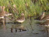 Pectoral Sandpiper