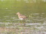 Pectoral Sandpiper