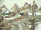 White-rumped Sandpiper