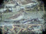 Semipalmated Sandpiper