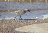 Semipalmated Sandpiper