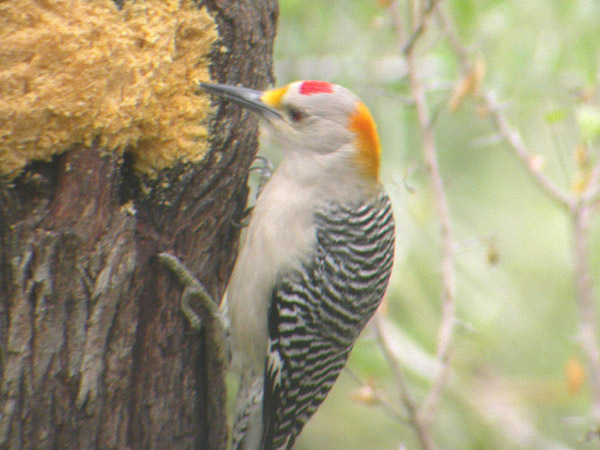 Golden-fronted Woodpecker