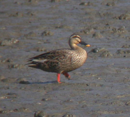 Spot-billed Duck