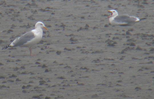 Mongolian Gull