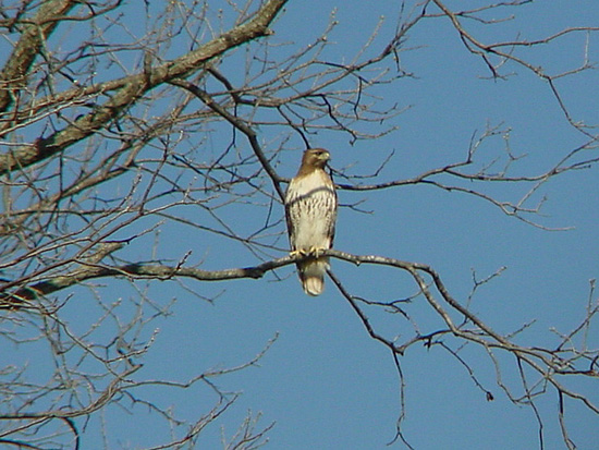 Red-tailed Hawk