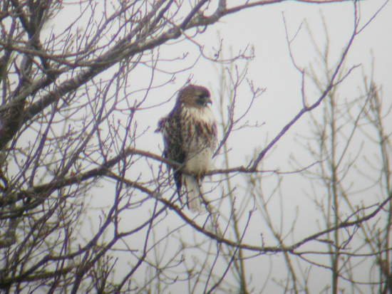 Red-tailed Hawk