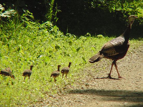 Wild Turkey