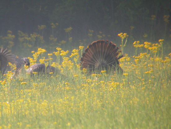 Wild Turkey