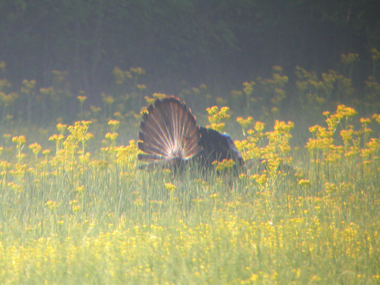 Wild Turkey