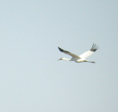 Whooping Crane