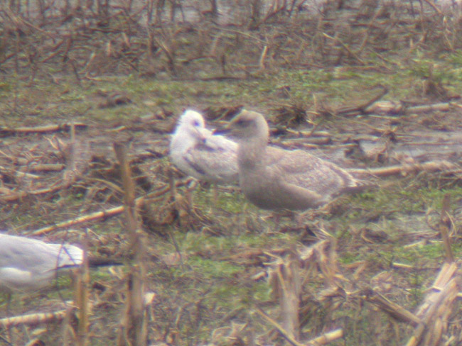 Thayers Gull