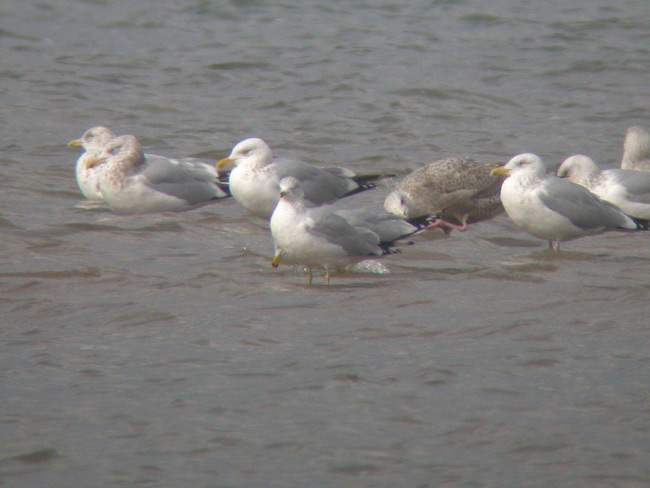 American Herring Gulls