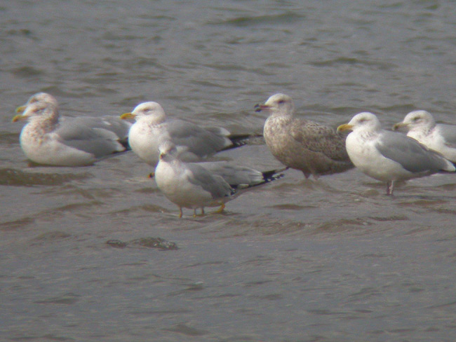 American Herring Gulls