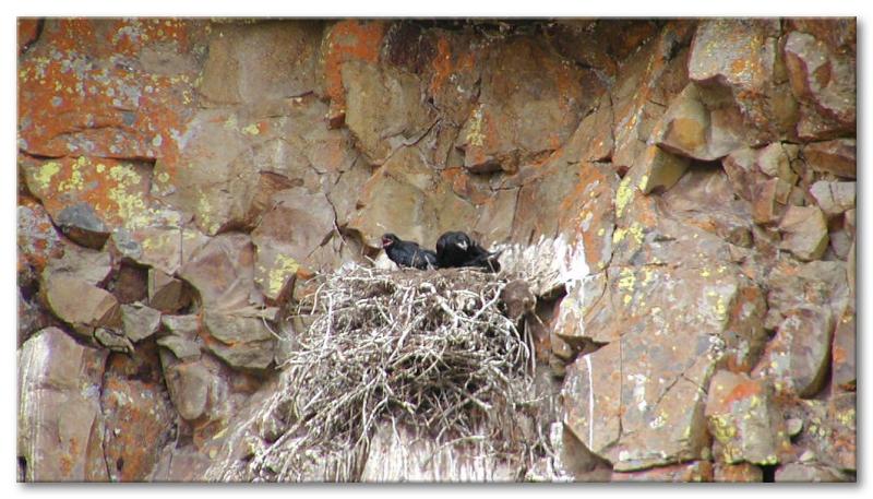Nest Of Ravens Along Rustic Falls